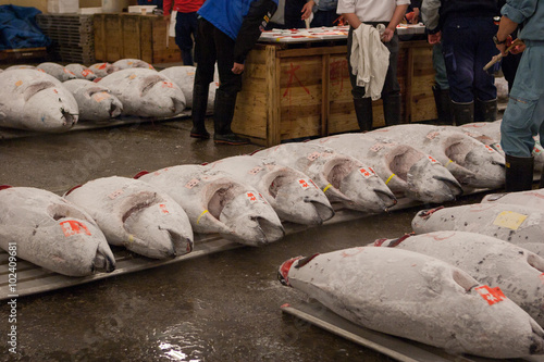 Canvas Print Tuna fish prepared for auction / Tuna fish auction at the Tsukiji fish market in
