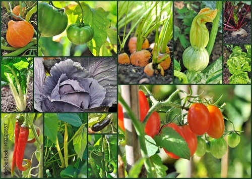 composition de différents légumes du potager