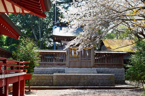 千勝神社／茨城県つくば市にある、千勝神社を撮影した写真です。千勝神社は由緒ある神社で、遠近より大神様の御神徳を仰ぐ崇敬者が絶えません。木造の鳥居では、関東で三本指に数えられる大鳥居です。 photo