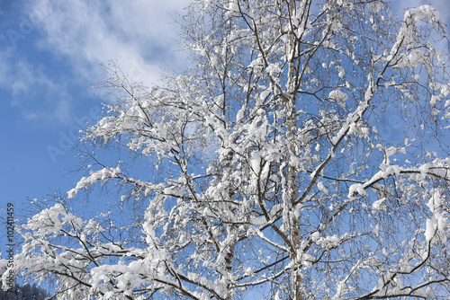 alberi con neve inverno Natale pino abete nevicata © franzdell