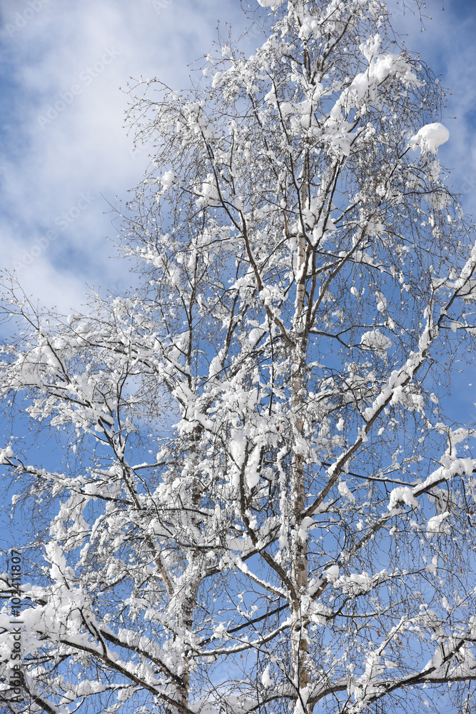 alberi con neve inverno Natale pino abete nevicata alberi con neve inverno Natale pino abete nevicata