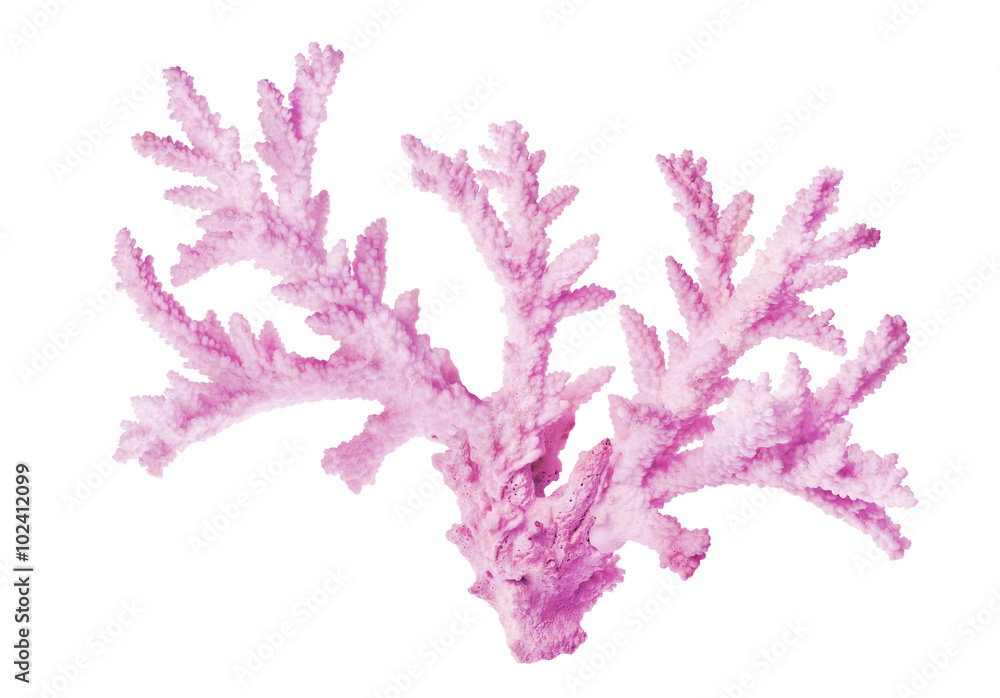 Obraz premium biały bez na białym tle duży koral morski