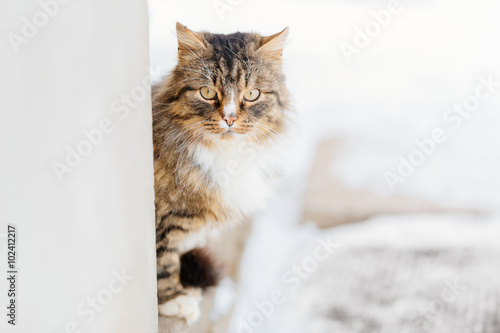 Fototapeta Naklejka Na Ścianę i Meble -  Portrait of cat looking at camera