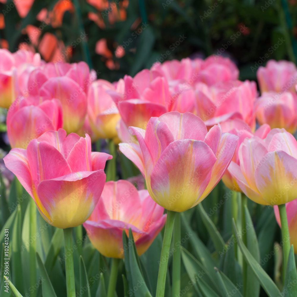 Fototapeta premium Tulips farm beautiful