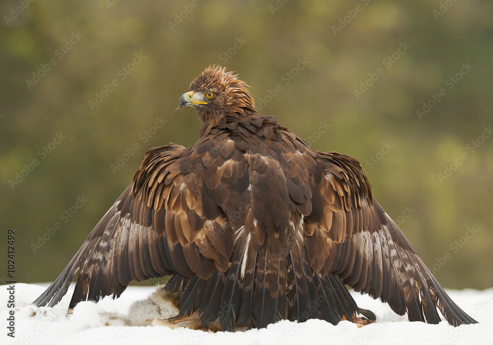 Obraz premium Golden eagle with deer prey, protecting, on the snow with clean background, Czech Republic