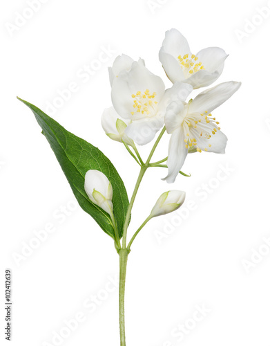 isolated jasmine branch with blooms and buds