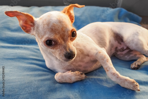 Fototapeta Naklejka Na Ścianę i Meble -  Chihuahua sul cuscino
