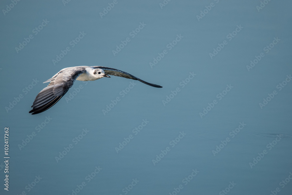 Obraz premium Flying Whiskered tern 