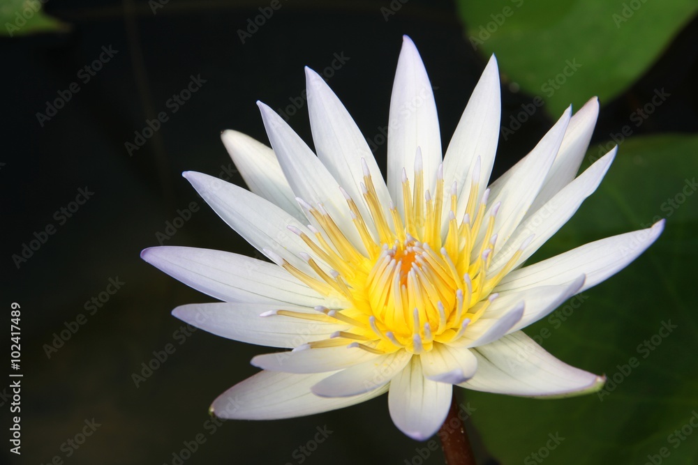 Single white yellow lotus flower with green leaves Single white yellow lotus flower with green leaves