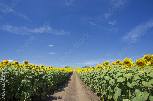 Fototapeta Naklejka Na Ścianę i Meble -  Countryside road along yellow rapeseed flower field and blue sky