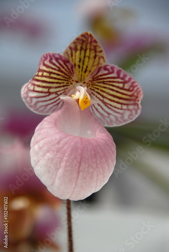 Pink lady s-slipper Orchid - Paphiopedilum micranthum