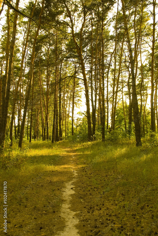 Obraz premium Path through a sunlit pine forest