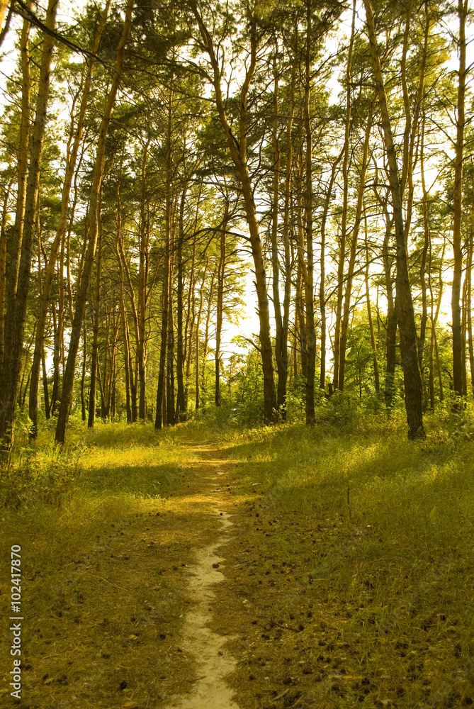 Path through a sunlit pine forest