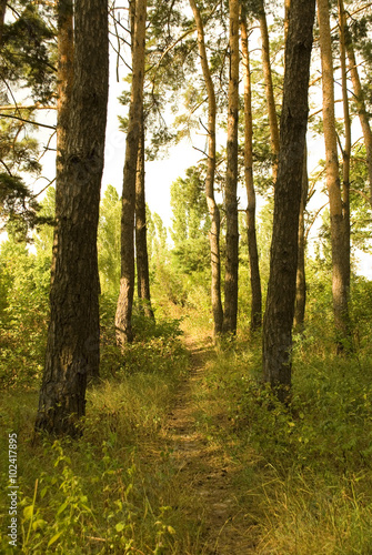 Fototapeta Naklejka Na Ścianę i Meble -  Path through a sunlit pine forest