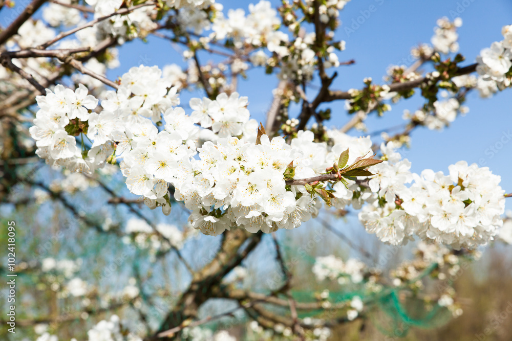 flowering cherry branch on a blue sky flowering cherry branch on a blue sky