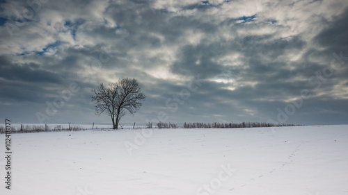 Canvastavla Winter snowy field landscape
