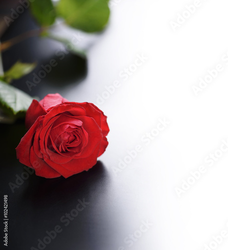 Fototapeta Naklejka Na Ścianę i Meble -  Red Rose