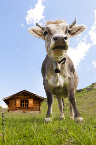 Junge Kuh auf der Alm