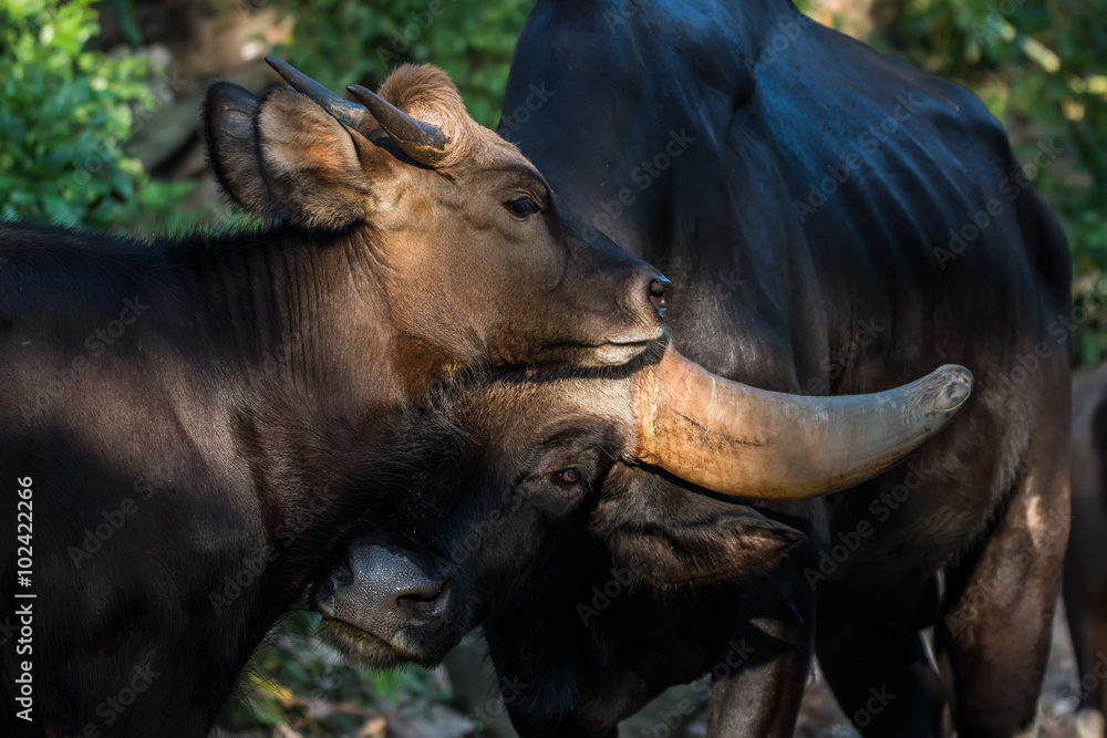 Buffalo mating Stock Photo | Adobe Stock