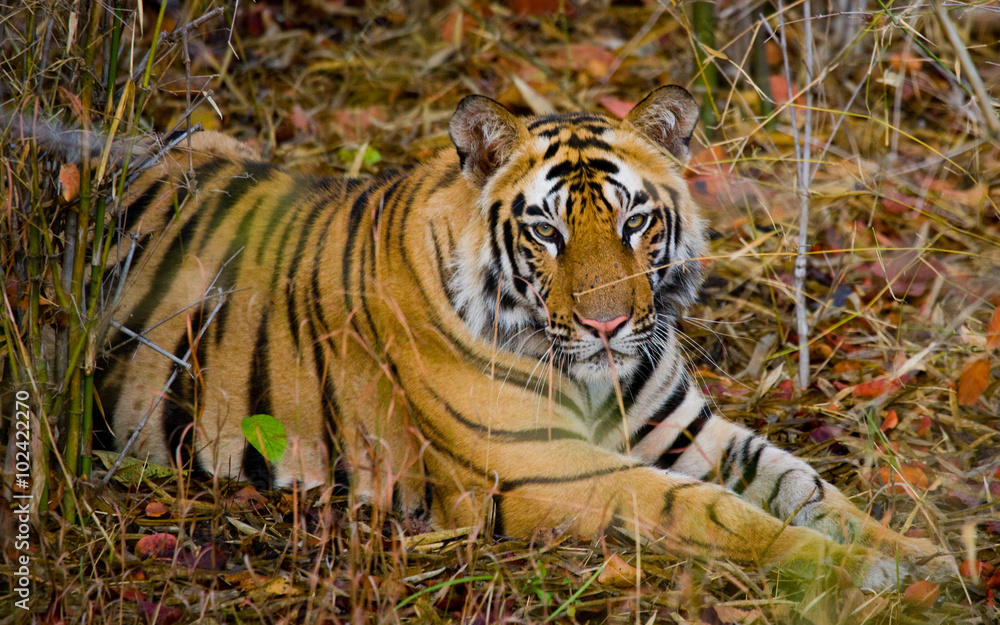 Fototapeta premium Wild tiger lying on the grass. India. Bandhavgarh National Park. Madhya Pradesh. An excellent illustration.