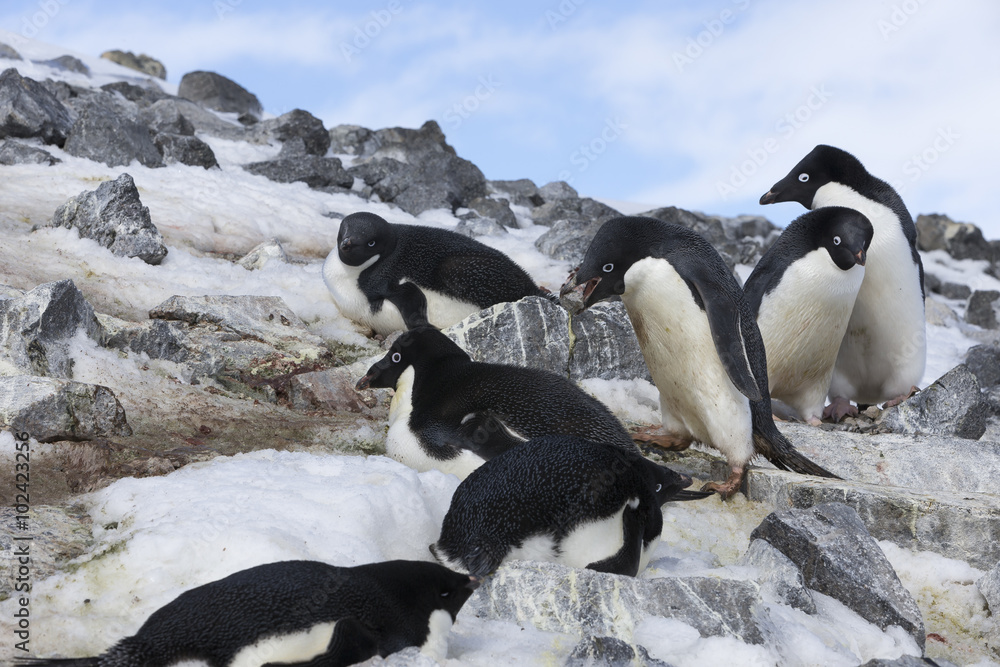 Obraz premium Adélie Penguin, Antarctica.