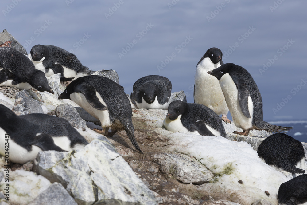 Fototapeta premium Adélie Penguin, Antarctica.
