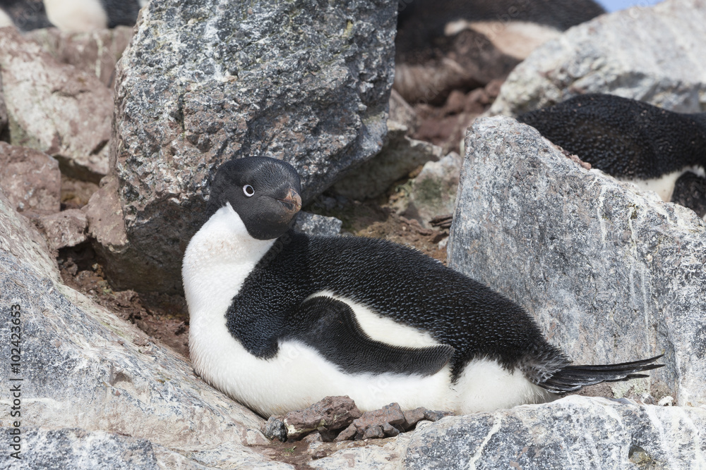 Fototapeta premium Adélie Penguin, Antarctica.