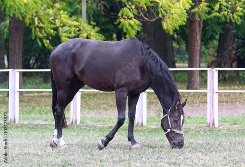 Black horse grazing in a field near the fence