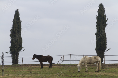 horse in the farm photo