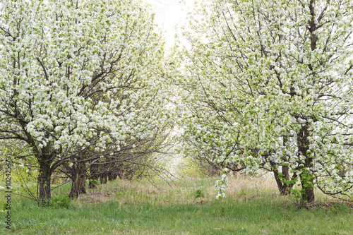 цветущий сад