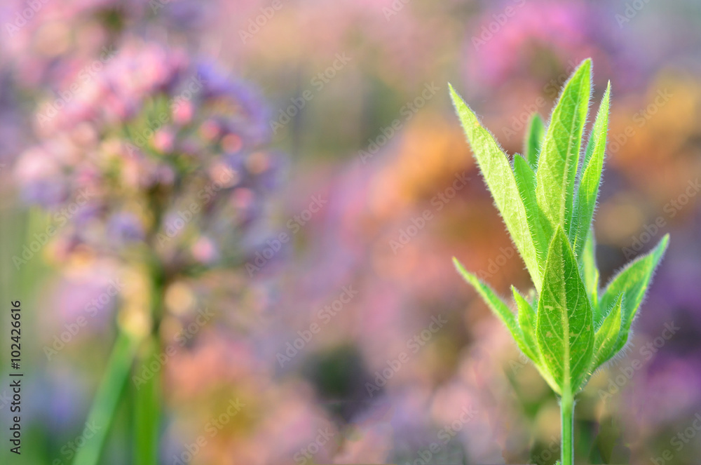Growing green plant Growing green plant