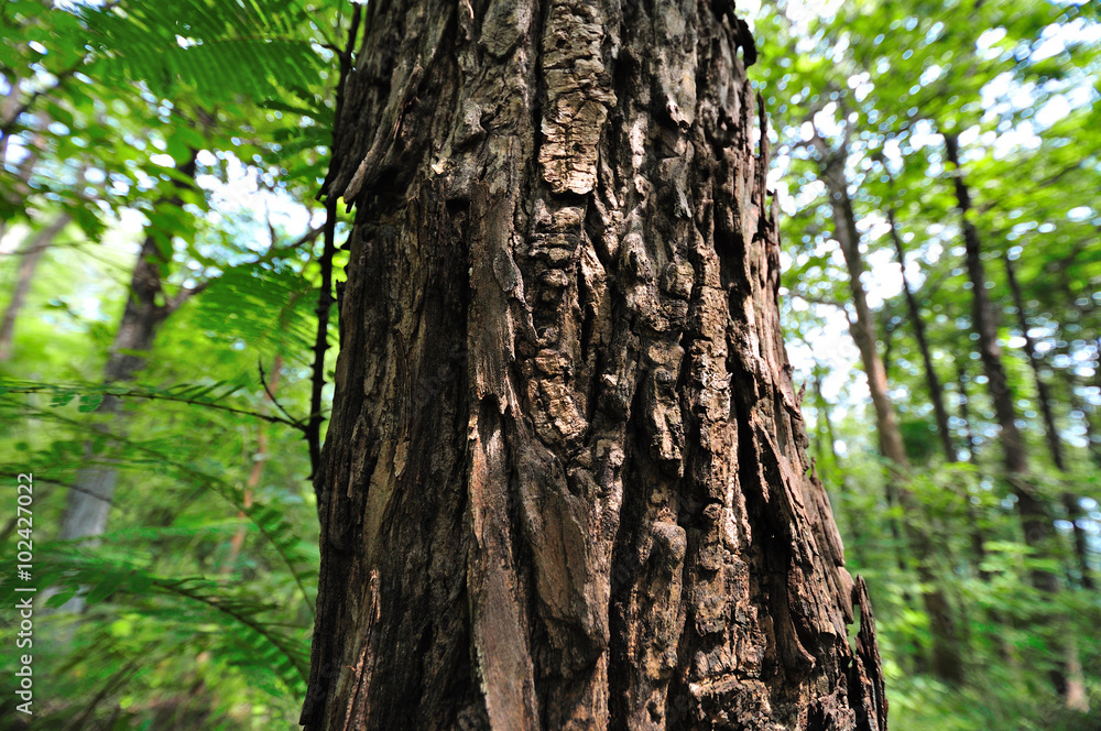 Big tree in forest with green background