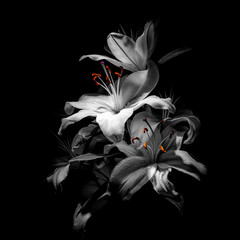 a bouquet of lilies on a black background