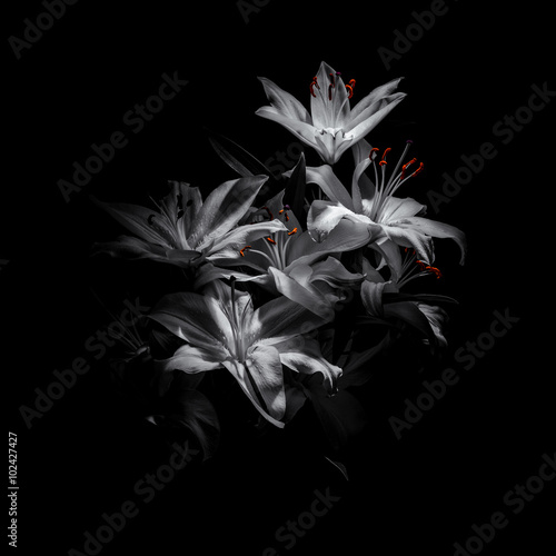 a bouquet of lilies on a black background