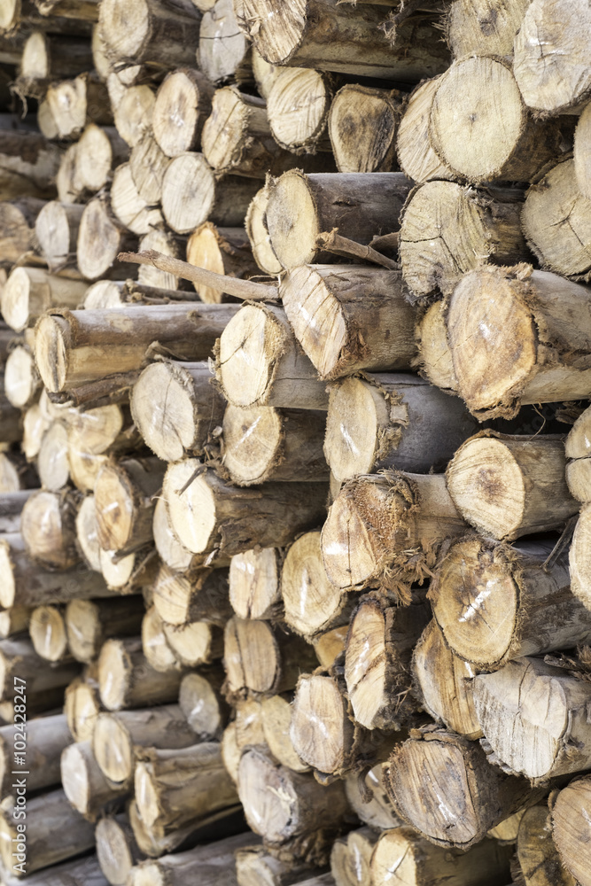 Fototapeta premium timber