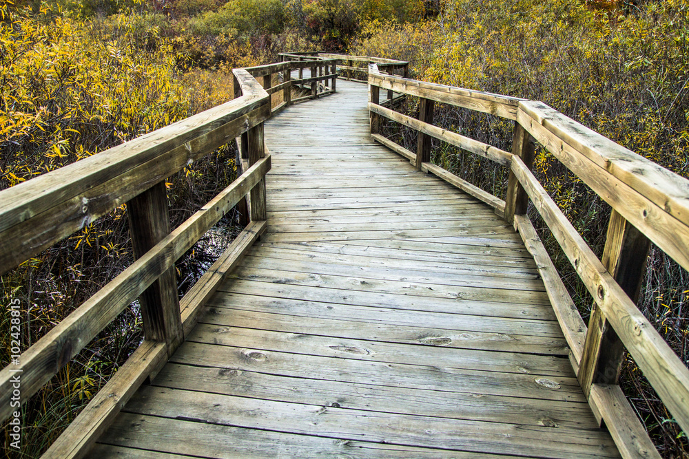 Obraz premium Boardwalk Winds Through A Wetlands Habitat. Winding wooden boardwalk through a protected wetland habitat. Horizontal orientation with a diminishing perspective.