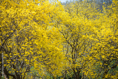 Tree Yellow on summer,thailand,asia. 