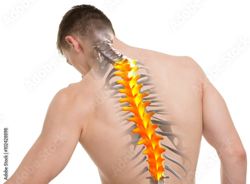 Thoracic Spine Anatomy isolated on white photo
