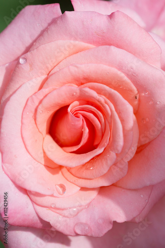 Close-up pink rose with water drops  macro shot