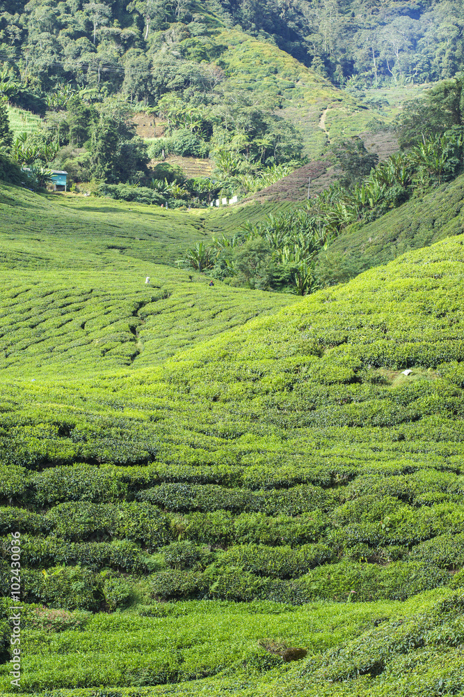 Fresh green tea plantation view near the mountain with beautiful blue sky at background.