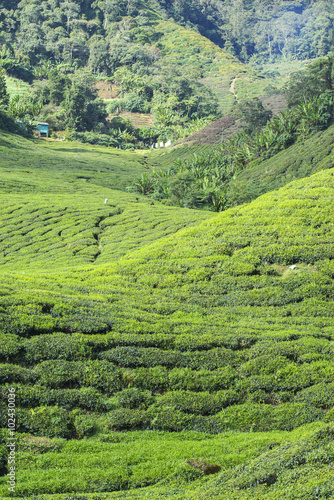 Fresh green tea plantation view near the mountain with beautiful blue sky at background. © nelzajamal