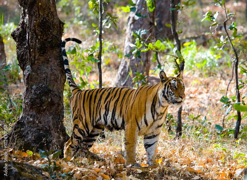 Fototapeta Naklejka Na Ścianę i Meble -  Wild tiger in the jungle. India. Bandhavgarh National Park. Madhya Pradesh. An excellent illustration.