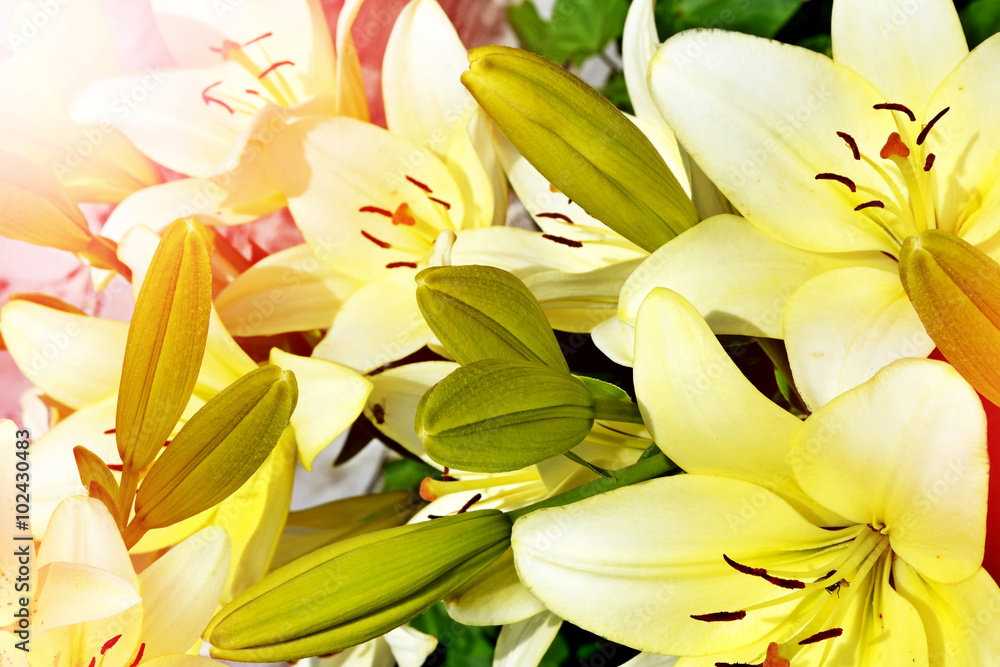 Obraz premium Summer landscape of lily flowers.