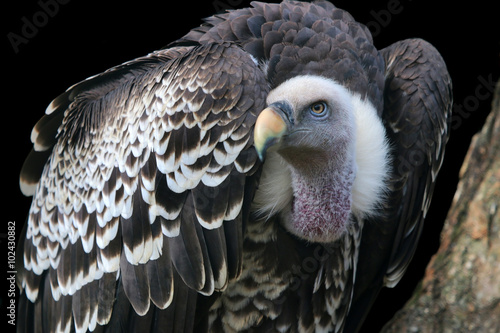 Rüppell's vulture photo