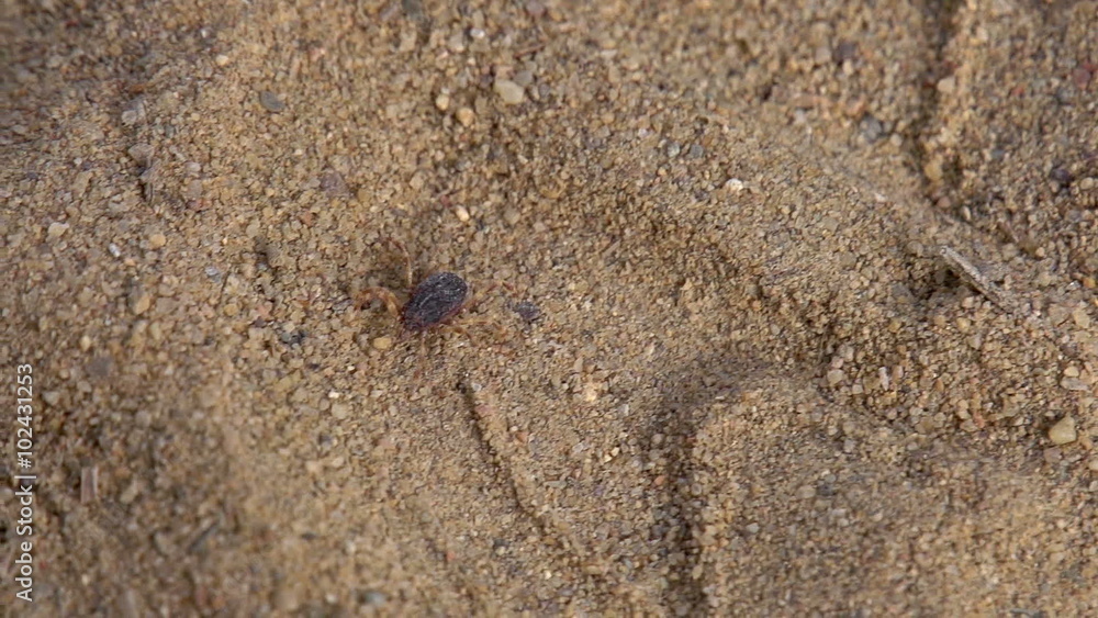 The Mite in Search of a Victim The Mite in Search of a Victim