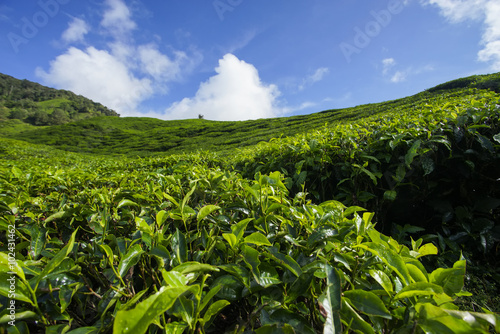 Fresh green tea plantation view near the mountain with beautiful blue sky at background.