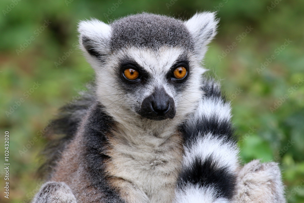 Obraz premium Ring-tailed lemur
