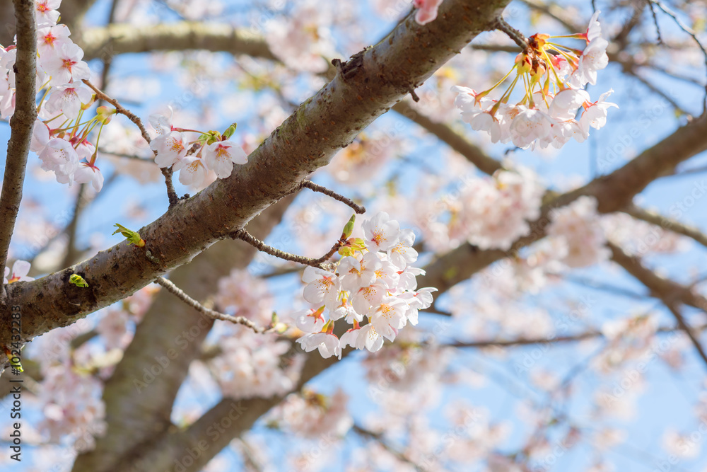 Sakura blossom, Japan