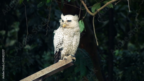 Beautiful white owl in forest
