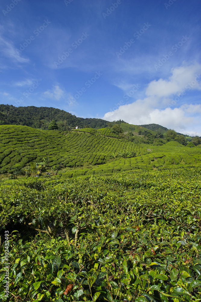 Nature tea plantation view near the mountain with beautiful blue